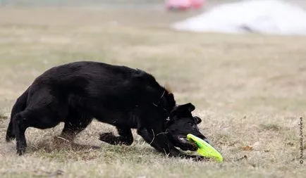 képzés Frisbee