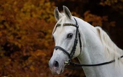 Áttekintés lőszer egy ló a szabályozását és védelmét