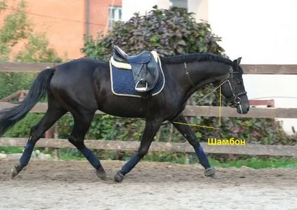 Áttekintés lőszer egy ló a szabályozását és védelmét