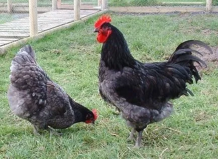 Преглед пилета доминиращи описание порода, производителността, снимки и ревюта