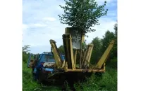 Ооо кедър - засаждане на големи дървета