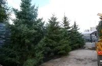 Ооо кедър - засаждане на големи дървета