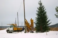 Ооо кедър - засаждане на големи дървета