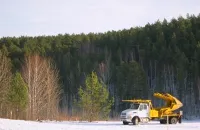 Ооо кедър - засаждане на големи дървета