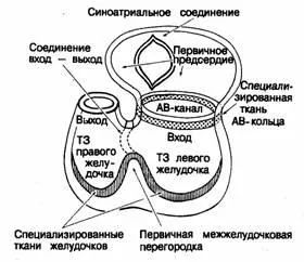 Хирургия на митралната клапа на сърцето индикации, етапи на последствията от тях, прогноза