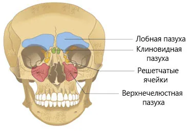 Основи на анатомията на носа, синусите и лицева околоносните