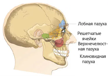 Основи на анатомията на носа, синусите и лицева околоносните