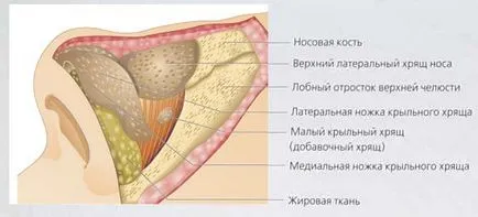 Основи на анатомията на носа, синусите и лицева околоносните