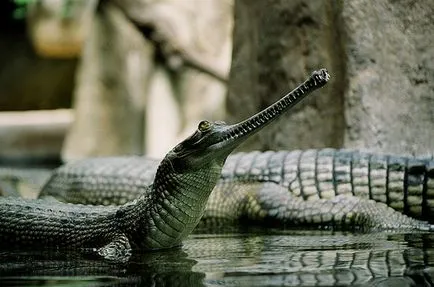 Meghatározása éghajlati övezetek, a fauna a föld