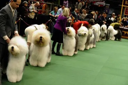 Jocurile Olimpice pentru câini 