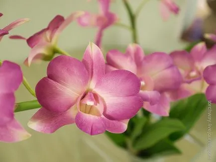 Dendrobium orhidee