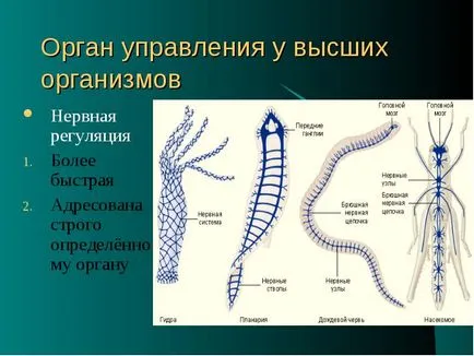 Организмът е Biosystem, състояща се от взаимодействащи елементи