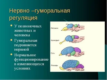 Организмът е Biosystem, състояща се от взаимодействащи елементи