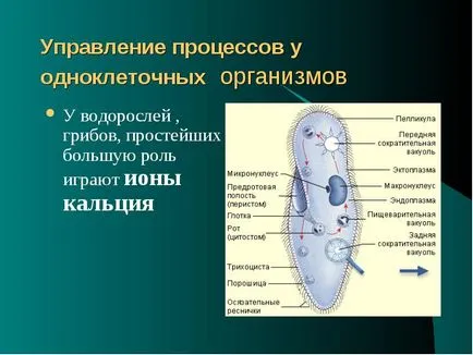 A szervezet egy Biosystem álló kölcsönható elemek