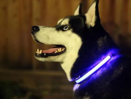 Яка - Начало аксесоари за кучета - dogcollar - боеприпаси и аксесоари за кучета