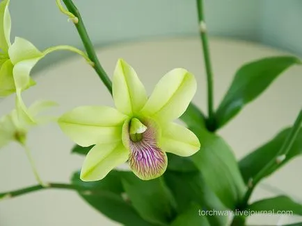 Dendrobium orhidee