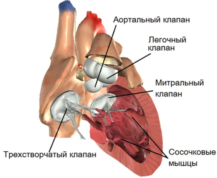 Хирургия на митралната клапа на сърцето индикации, етапи на последствията от тях, прогноза