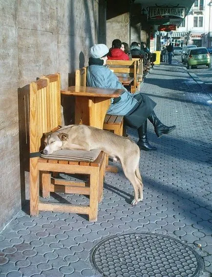 Jocurile Olimpice pentru câini 