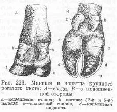 Jellemzői a bőr szerkezetét a szarvasmarha - szól az állattenyésztés