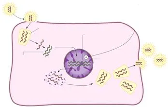 A nyitott leckét biology „vírusok - nem sejtes életformák” tartalom platform