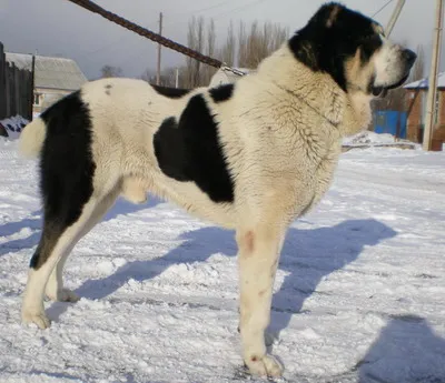 Despre câini din Asia Centrală