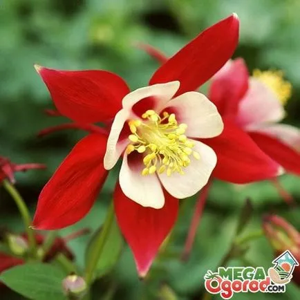 Caracteristicile de propagare și de cultivare a Aquilegia