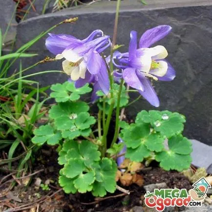 Caracteristicile de propagare și de cultivare a Aquilegia