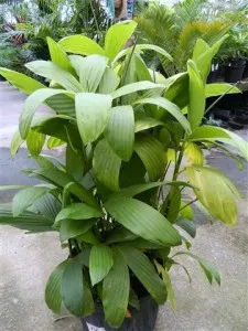 elegans Palm Chamaedorea, specii, soiuri, de îngrijire la domiciliu