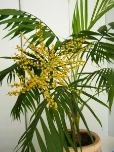 elegans Palm Chamaedorea, specii, soiuri, de îngrijire la domiciliu