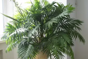 Palm Chamaedorea elegans fajok, fajták, otthoni gondozást