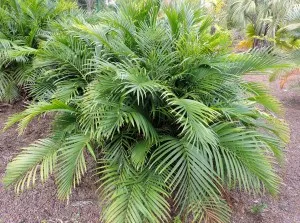 Palm Chamaedorea elegans fajok, fajták, otthoni gondozást