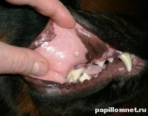 Papilloma kutyáknál okoz a kezelés és fotó formációk
