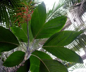 elegans Palm Chamaedorea, specii, soiuri, de îngrijire la domiciliu