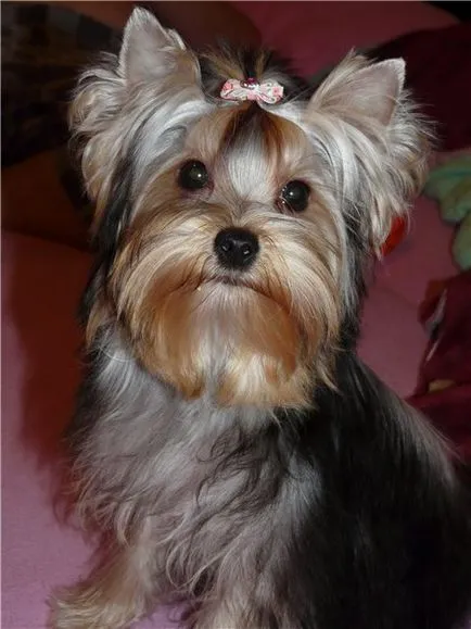 Recolors - rasa standard - yorklove - Forum de Yorkshire Terrier - pagina 19