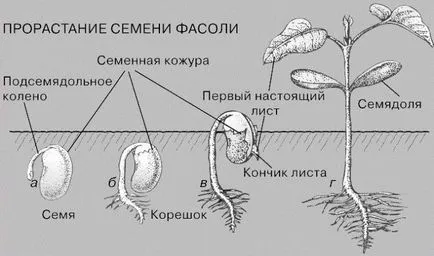 Първичната структура на корена, преходът от първичната към вторичната структура на корен