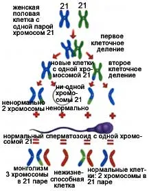 фетален период