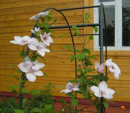 De ce nu floare Clematis, agro-Gazette