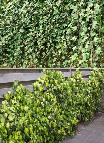 Yard Ivy (Hedera)