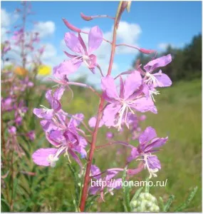 ползи fireweed