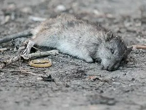 Beszéljünk, mit álmodik döglött patkány