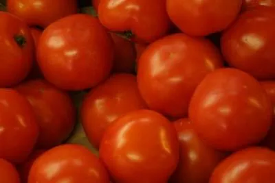 tomate Klondike