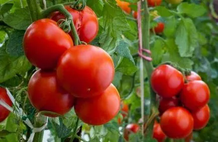 Tomate Evpator cultură în special în creștere