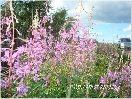 ползи fireweed