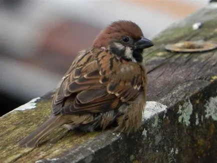 Sparrow leírás és életmód énekesmadarak