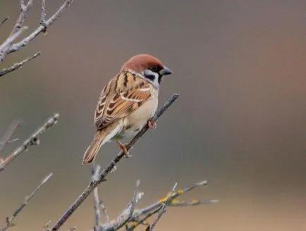 Descriere Sparrow și păsări cântând stil de viață