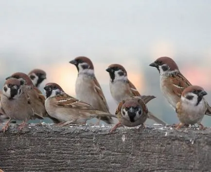 Descriere Sparrow și păsări cântând stil de viață