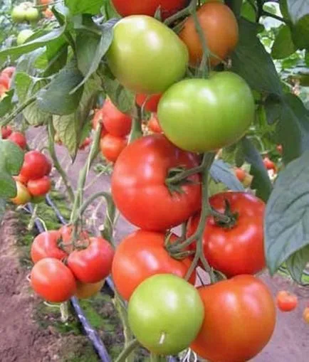 Tomate Evpator cultură în special în creștere