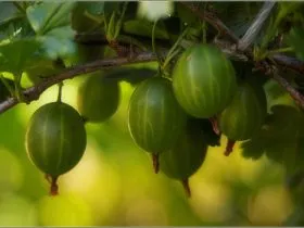 agrișe plantare, cultivarea și întreținerea, curățarea și tratarea