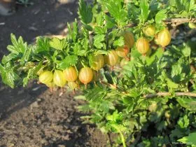 agrișe plantare, cultivarea și întreținerea, curățarea și tratarea