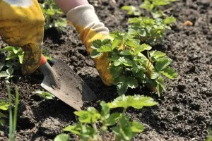 Ültetés eper a nyáron, hogy előkészítse a talajt, a videó útmutató